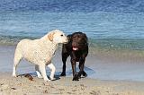 LABRADOR 586